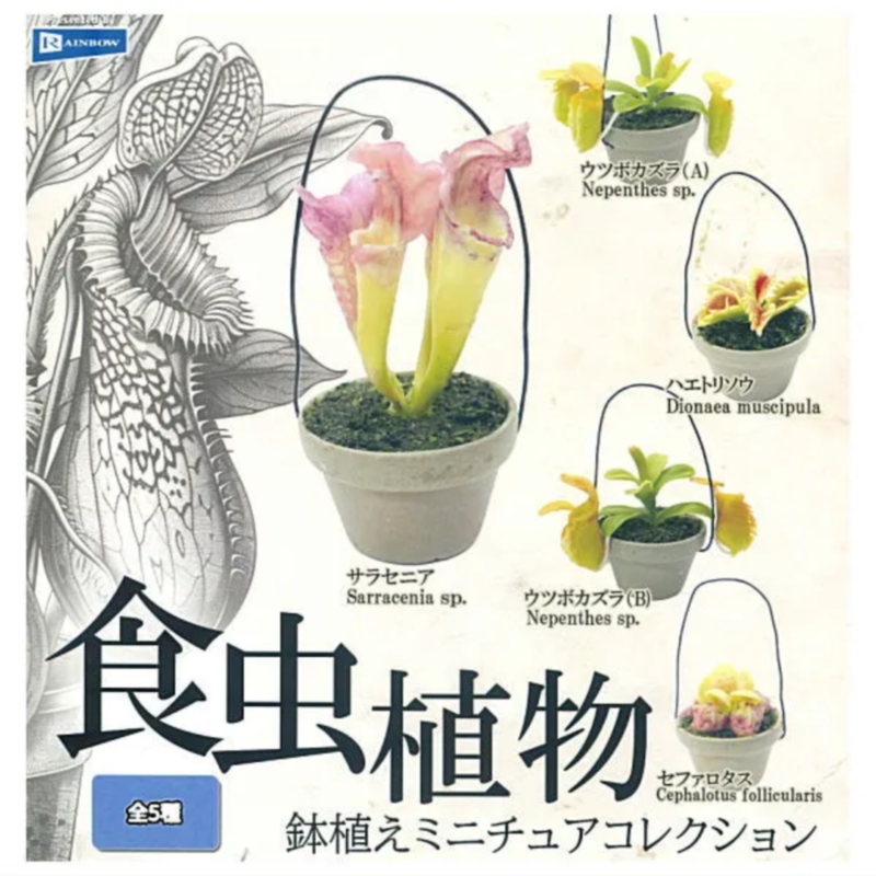 Capsule Toy Gashapon - Япония Радуга Гашапон Капсула Игрушка Еда
