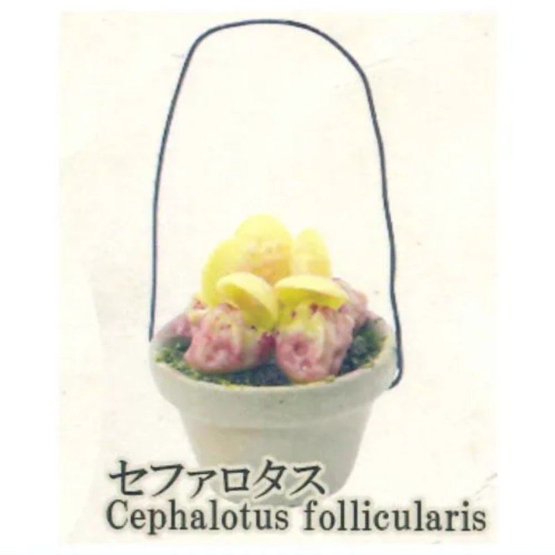 Япония Радуга Гашапон Капсула  – обзор и цена Capsule Toy Gashapon